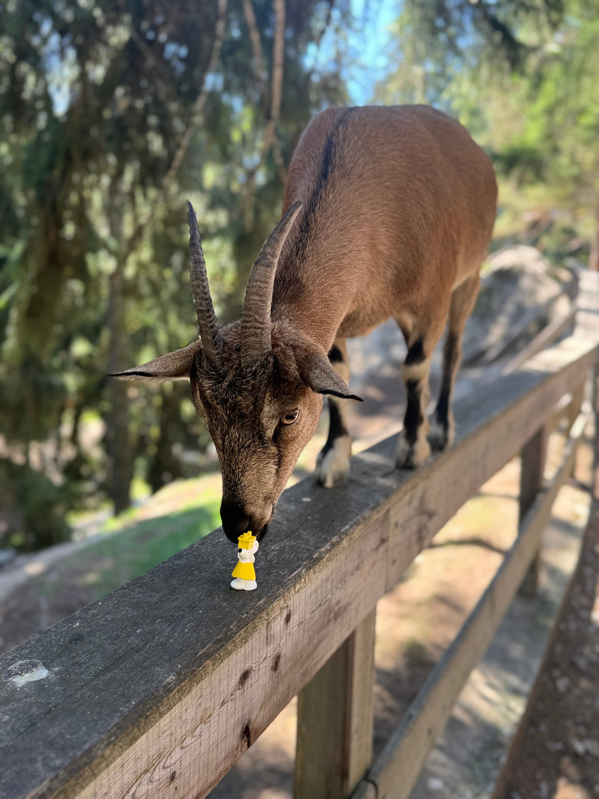 🐭🦙 Manfred unterwegs in Les Marécottes